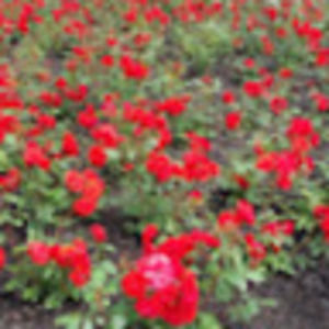 Meet your Posher, Vikki